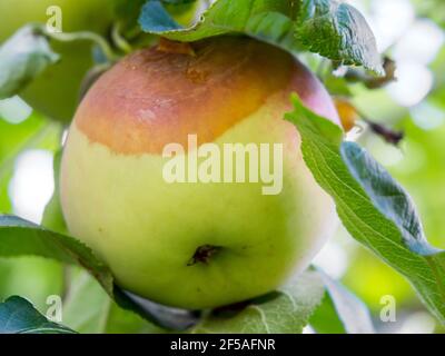 Fauler Apfel hängt an einem Ast Stockfoto