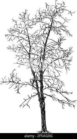 Baum Winter Silhouette, Vektor Zeichnung oder Illustration Stock Vektor