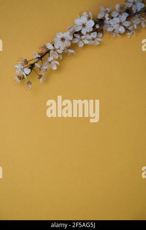 Kirschblütenzweig auf tiefgelbem Hintergrund, Frühlingskonzept mit Kopierraum, Frühlingsblumenrahmen, flach liegend, Draufsicht Stockfoto