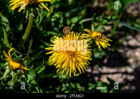 Grüne Wiese mit gelben Löwenzahn. Nahaufnahme des gelben Frühlingsblumen auf dem Boden Stockfoto