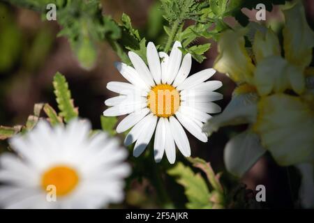 Blume eines Ochsenauges Gänseblümchen Chrysanthemum leucanthemum Stockfoto