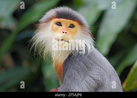 Douc Langur MonkeyPygathrix nemaeus Singapore Zoo MA003487 Stockfoto