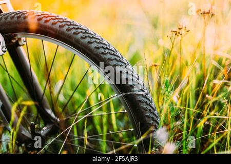 Fahrrad Rad Im Sommer Green Grass Wiese Feld. Sonnenaufgang Bei Sonnenuntergang. Sonnenlicht Stockfoto