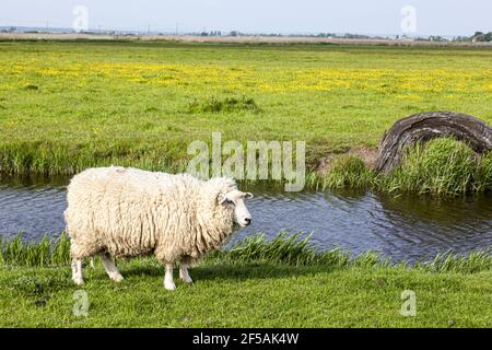 Ein Schaf auf Romney Marsh bei Fairfield, Kent UK Stockfoto