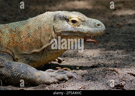 Komodo DragonVaranus komodoensis Singapore Zoo MA003499 Stockfoto