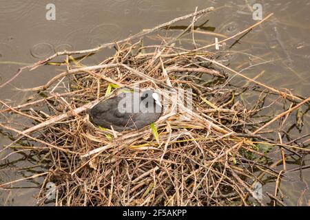 Ein Ruß sitzt auf seinem Nest Stockfoto