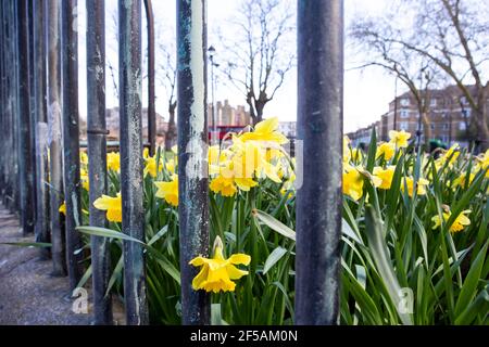 Stadt Narzissen Stockfoto