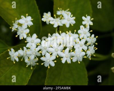 Der Holunderblütenbaum. Gesunde Bio-Kräuter-, natürliche Körperpflege. Zutat für Sirup. Naturheilkunde. Alternative Medecine. Stockfoto