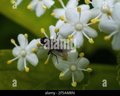 Der Holunderblütenbaum. Gesunde Bio-Kräuter-, natürliche Körperpflege. Zutat für Sirup. Naturheilkunde. Alternative Medecine. Stockfoto