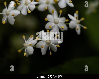 Der Holunderblütenbaum. Gesunde Bio-Kräuter-, natürliche Körperpflege. Zutat für Sirup. Naturheilkunde. Alternative Medecine. Stockfoto