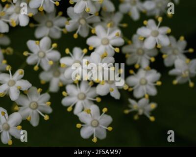 Der Holunderblütenbaum. Gesunde Bio-Kräuter-, natürliche Körperpflege. Zutat für Sirup. Naturheilkunde. Alternative Medecine. Stockfoto