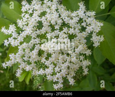 Der Holunderblütenbaum. Gesunde Bio-Kräuter-, natürliche Körperpflege. Zutat für Sirup. Naturheilkunde. Alternative Medecine. Stockfoto