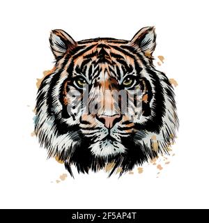 Tiger Kopf Porträt aus einem Spritzer Aquarell, farbige Zeichnung, realistisch. Vektordarstellung von Farben Stock Vektor