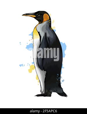 Kaiserpinguin aus einem Spritzer Aquarell, farbige Zeichnung, realistisch. Vektordarstellung von Farben Stock Vektor