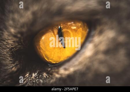 Nahaufnahme mit gelben Katzenaugen, Makrofotografie. Hochwertige Fotos Stockfoto