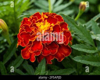 Tagetes (Tagetes Erecta, mexikanische Ringelblume, aztekische Ringelblume, afrikanische Ringelblume) Stockfoto