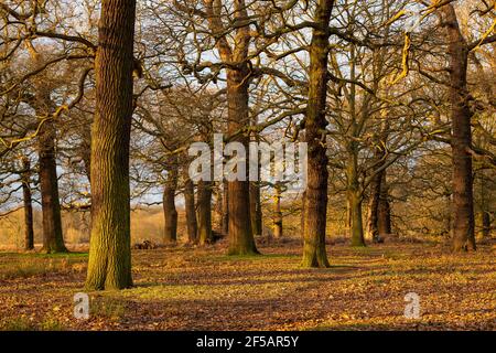 Eichen im Richmond Park, London, Vereinigtes Königreich Stockfoto