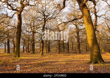 Eichen im Richmond Park, London, Vereinigtes Königreich Stockfoto