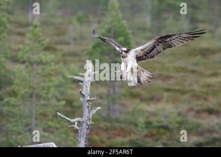 Fischadler - kommt nach PerchPandion haliaetus Finnland BI014845 Stockfoto