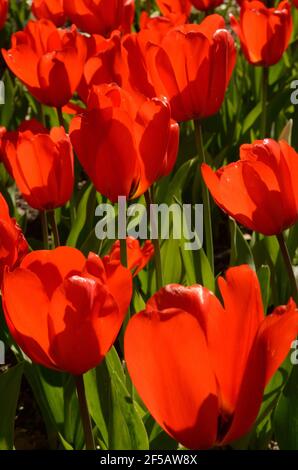 Romantische rote Tulpen, die den Garten in der Frühlingssonne umgarnen, voller farbenfroher Form und Stil. Stockfoto