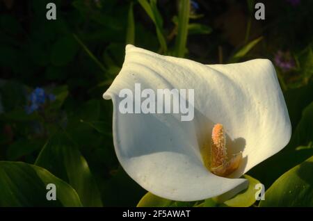 Klassische Calla Lily, einzelne Blütenbeuty mit einladender Blüte aus Linien, Form, Muster und Design. Es liegt in einem natürlichen Garten. Stockfoto