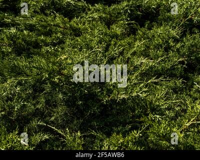 Eine Thuja Nahaufnahme. thuja Zweig Hintergrund Stockfoto