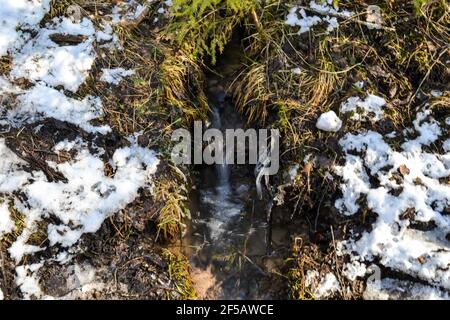 Kleine Quelle im Wald in einem moosigen Ort mit geschmolzenem Schnee und Moos herum. Nahaufnahme Makrofotografie Stockfoto