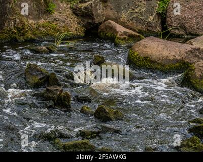 Stadt Riga, Lettland, Herbst. Arkadijas Park, gelbe Bäume und Wasserfall, Blätter. Reise Natur Foto Stockfoto