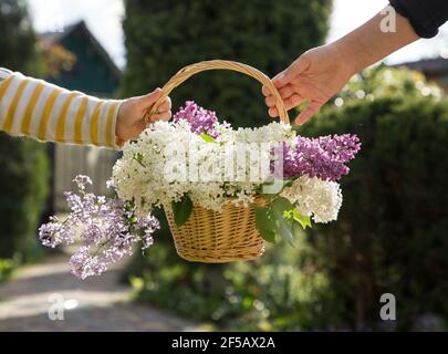 Kinderhände halten einen Weidenkorb mit einem großen Bouquet von blühenden Ästen aus weißem und purpurem Flieder. Positive Atmosphäre, Blumenstrauß für Mama, Freude Stockfoto