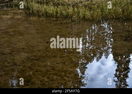 Perfekte Erholung des Waldes Flusswasser an einem sonnigen Frühlingstag. Waldbäume und Gras können in der Reflexion gesehen werden. Frühlingslandschaft Stockfoto