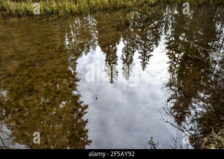 Perfekte Erholung des Waldes Flusswasser an einem sonnigen Frühlingstag. Waldbäume und Gras können in der Reflexion gesehen werden. Frühlingslandschaft Stockfoto