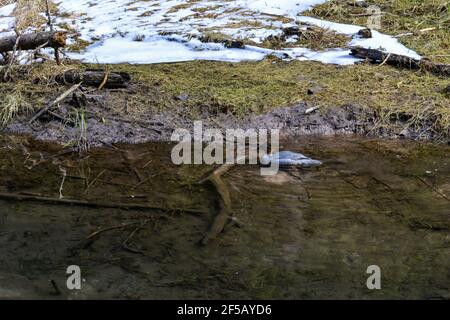 Weiße Stockente schwimmt auf einem Fluss aus Waldwasser mit einer perfekten Erholung an einem kalten Frühlingstag. Küstenschnee.Tier Fotohraphy Stockfoto