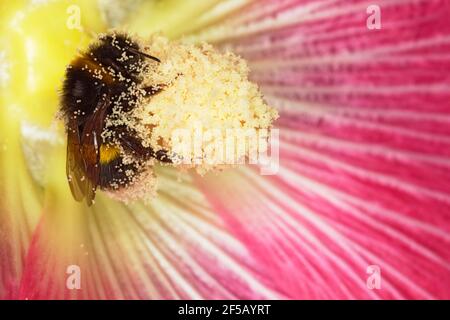 Buff-tailed Hummel - Fütterung auf Hollyhock FlowerBombus terrestris Essex, UK IN001167 Stockfoto