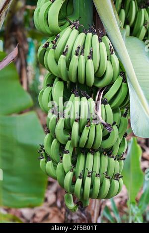 MARTINIQUE, FRANKREICH - Grüne Bananen auf Bananenbaum Stockfoto
