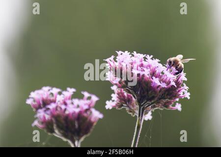 Honigbiene - Fütterung von Verbena bonariensis FlowerApis mellifera Essex, UK IN001214 Stockfoto