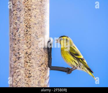 Nahaufnahme eines männlichen Siskin-Vogels, der auf einem Vogel sitzt Zuführung Stockfoto