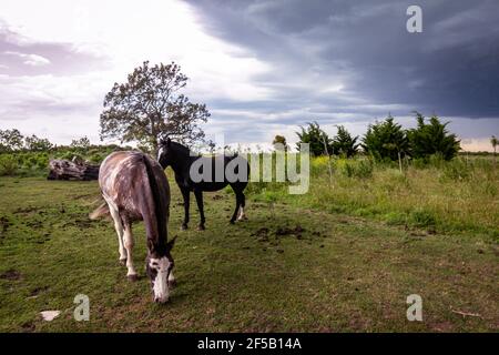 Schöne Pferde von braunen und weißen Farben auf dem Feld. Renntiere. Equines in ihrem Zuhause an einem stürmischen Tag. Stockfoto
