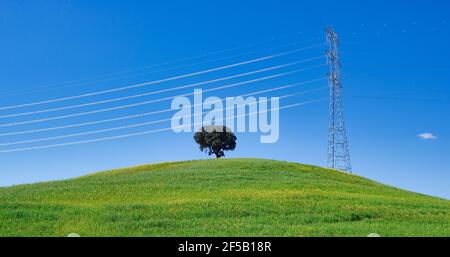 Einsame Steineiche auf einem grünen Hügel neben einem Großer Hochspannungs-Metallturm auf dem Hintergrund blauen Himmel Stockfoto