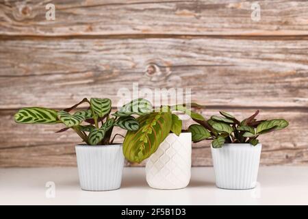 Abstrakt, Hintergrund, Getränk, Karte, Feier, Kaffee, Tasse, niedlich, dekorativ, Design, Getränk, flach legen, Geschenk, Grußkarte, glücklicher Valentinstag, Stockfoto