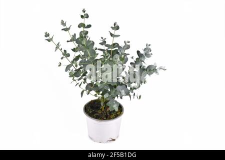 Kleine Eukalyptuspflanze in Blumentopf isoliert auf weißem Hintergrund Stockfoto