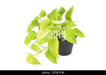 Tropische 'Eipremnum Aureum Neon' Zimmerpflanze in Blumentopf isoliert auf Weißer Hintergrund Stockfoto