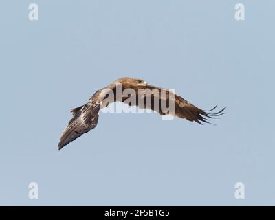 Steppenadler - im Flug Aquila nipalensis Rajasthan, Indien BI031867 Stockfoto