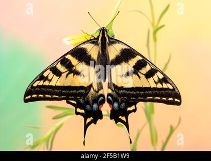 Draufsicht auf einen westlichen Tigerschwalbenschwanzschmetterling (Papilio rutulus) Mit offenen Flügeln - auf einem lebendigen, farbenfrohen Hintergrund Stockfoto