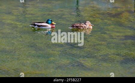 Zwei schöne Wildenten, ein drake und ein Weibchen, schwimmen ruhig entlang der Oberfläche eines Waldsees und sonnen sich friedlich. Stockfoto