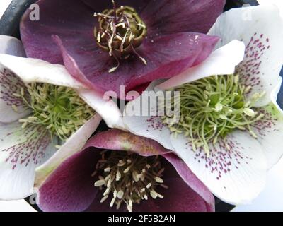 Nahaufnahme von vier Hellebores mit einem Luftbild in die Kuppelblumen, zwei lila und zwei weiß in einem symmetrischen Muster. Stockfoto