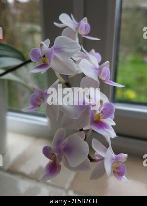 Diese blühende Orchidee im Innenbereich ist nicht nur zierlich und exotisch, sondern steht auch für Luxus und Schönheit in der Sprache der Blumen. Stockfoto