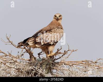 Steppe Adler Aquila nipalensis Rajasthan, Indien BI031901 Stockfoto