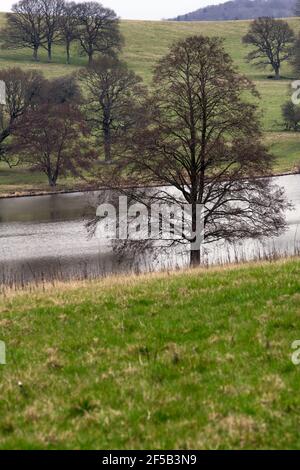 Wunderschöne Bäume liegen an einem See in der Nähe von Wadhurst, Südostengland, im sehr frühen Frühjahr Stockfoto