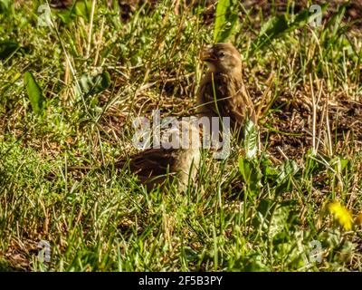 Sperling Vogel sitzt auf Baum Ast. Der Einzelspatzen sitzt auf einem Ast in der blauen Natur und schaut auf den Raum. Stockfoto