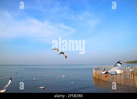 Nahaufnahme einer schönen Möwe mit der Herde Fliegen über Ruhe Meer Stockfoto